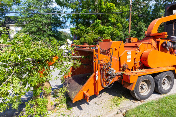 Reliable Garden City, GA Tree Service Solutions